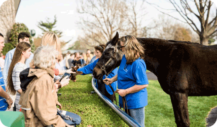 a crowd of people look at a horse