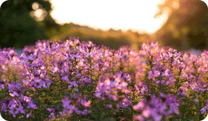 purple flowers in golden light