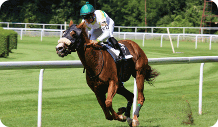 racehorse running on a track